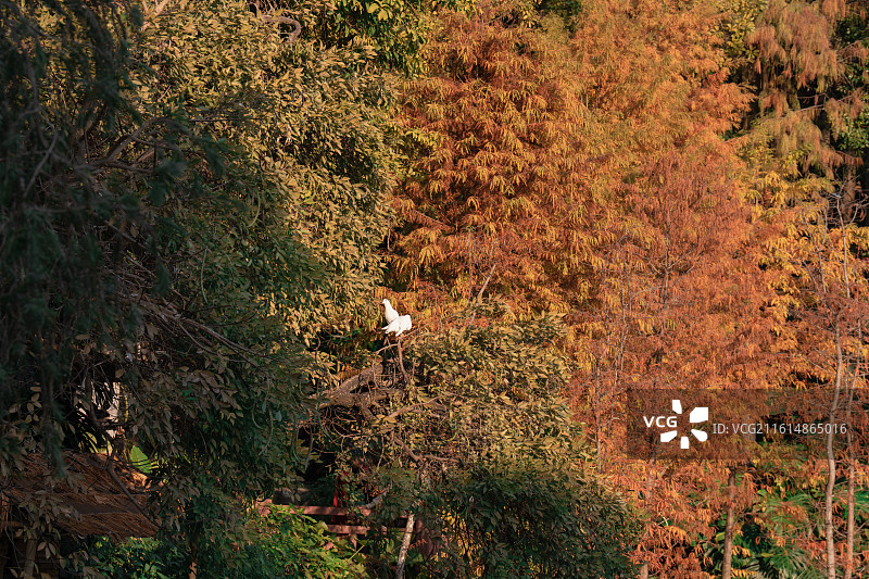 中国广西南宁市人民公园焦糖色美丽的落羽杉图片素材