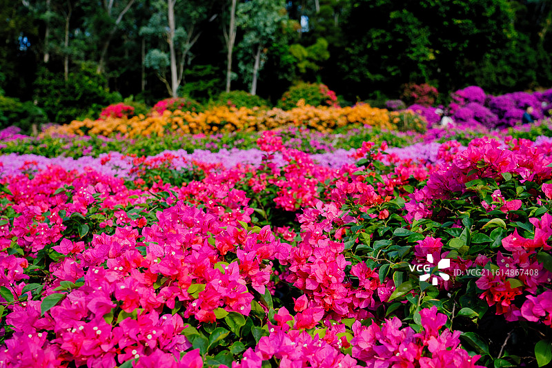 深圳莲花山公园 鲜花 花卉 杜鹃 美丽 清新 自然 背景 素材 鲜艳 花团锦簇 粤港澳大湾区图片素材