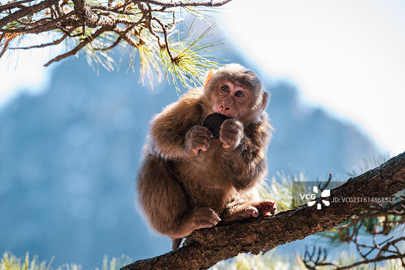 黄山大雪后活动的短尾猴图片素材