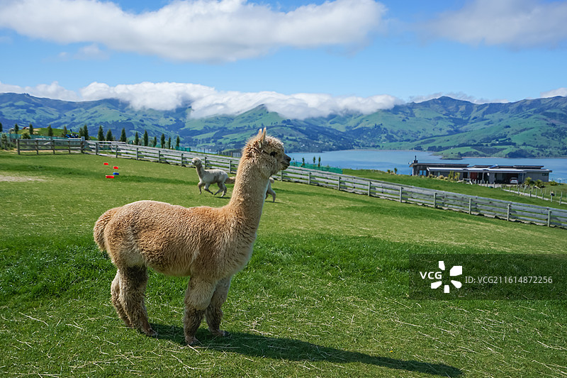 新西兰阿卡罗阿羊驼牧场，草地上站立的羊驼图片素材