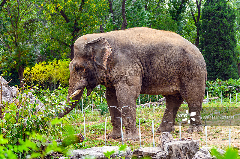 一只大象特写图片素材