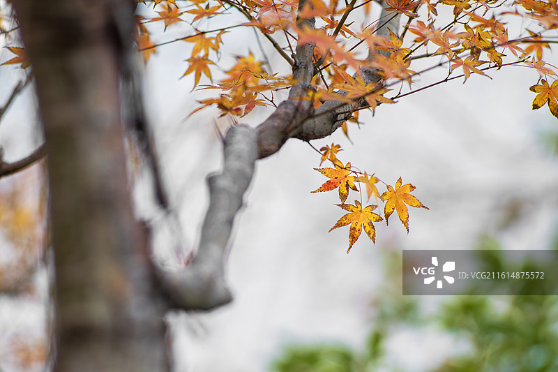 秋天美丽的红枫叶图片素材