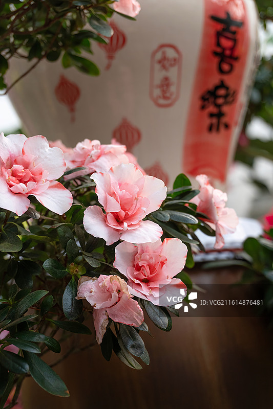 花卉特写 年宵花 植物 花瓣特写 清新的环境图片素材