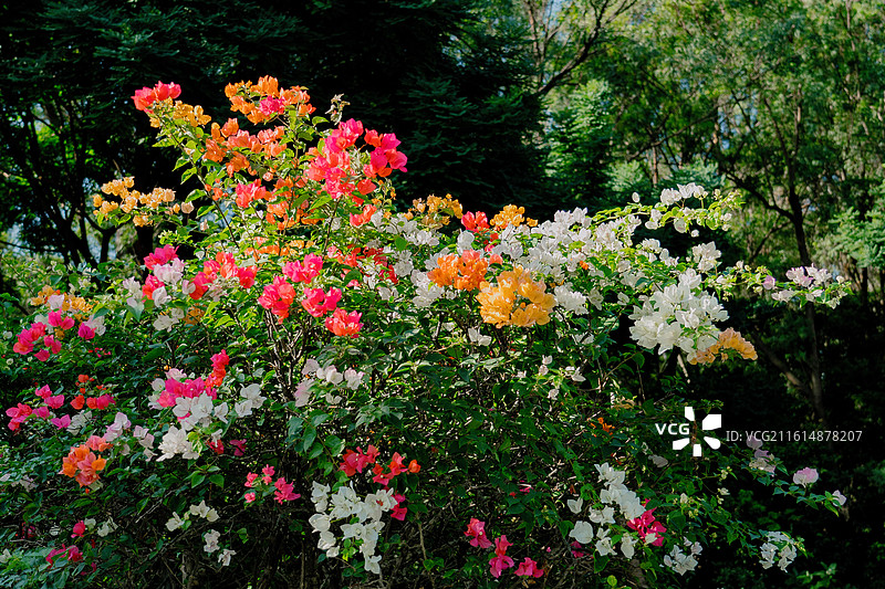 深圳莲花山公园 鲜花 花卉 杜鹃 美丽 清新 自然 背景 素材 鲜艳 花团锦簇 粤港澳大湾区图片素材