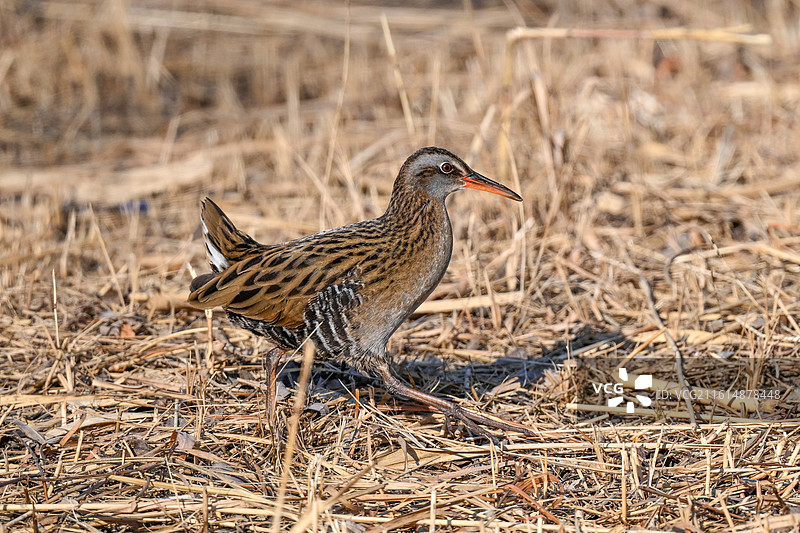 普通秧鸡图片素材