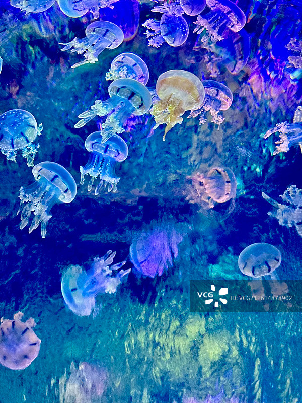 透明水母图片素材