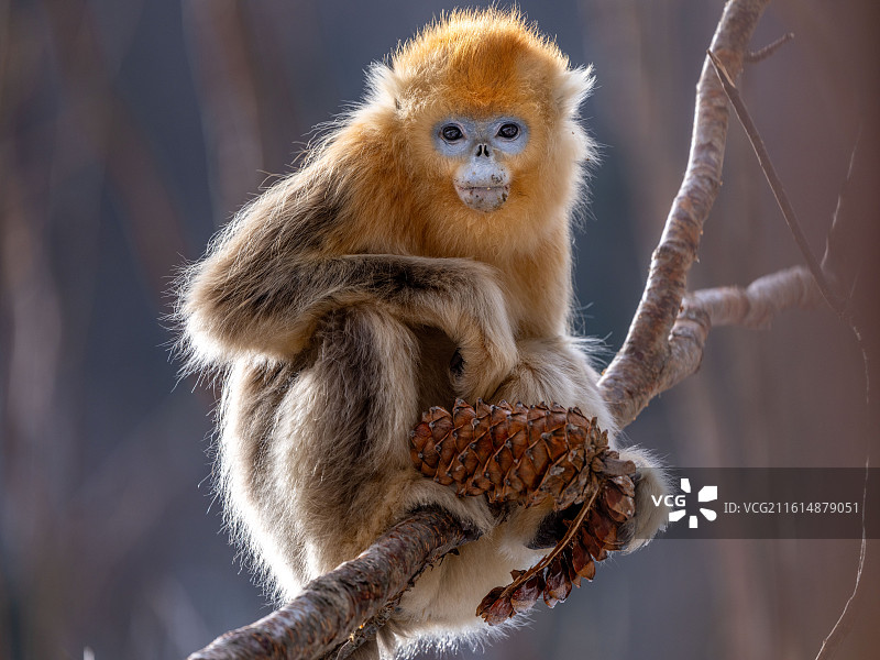 神农架金丝猴图片素材