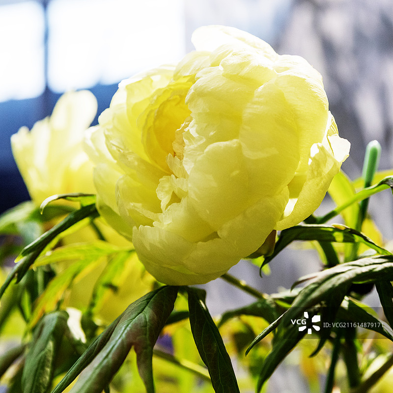 海黄牡丹花 芍药科图片素材