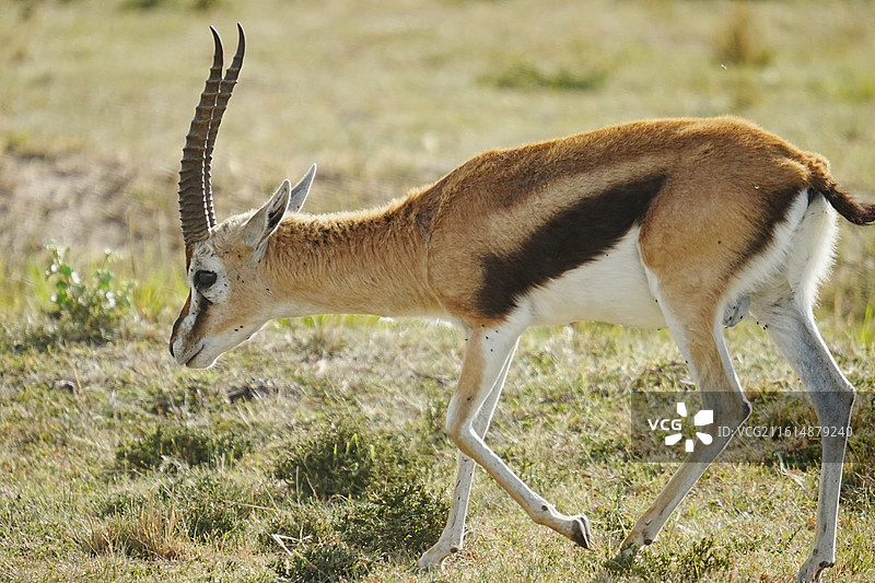马赛马拉野生动物图片素材