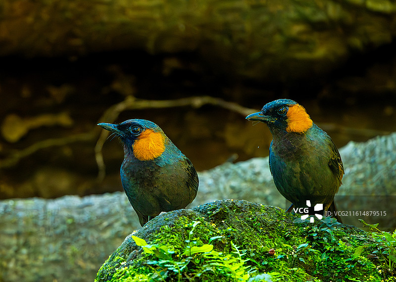 栗颊噪鹛图片素材