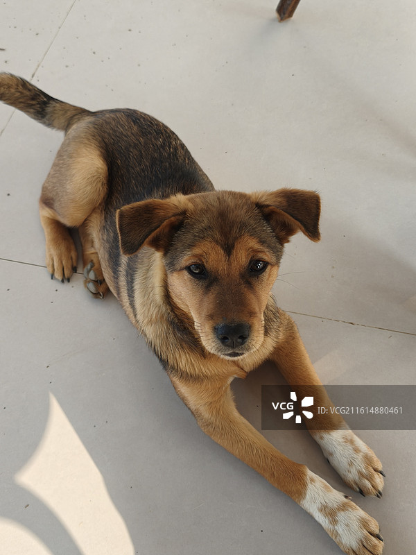 中华田园犬图片素材