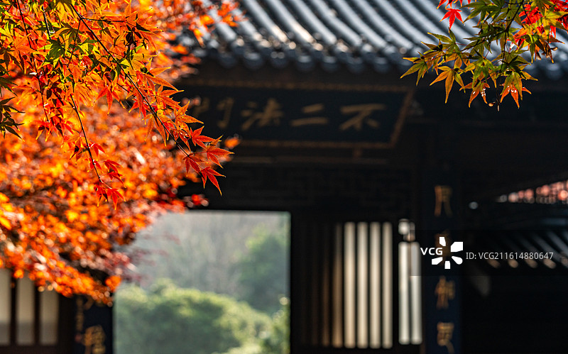 浙江杭州西湖灵隐永福禅寺红枫银杏枫叶红叶背景映衬中的最美寺院不二法门钱塘第一福地自然建筑景观图片素材