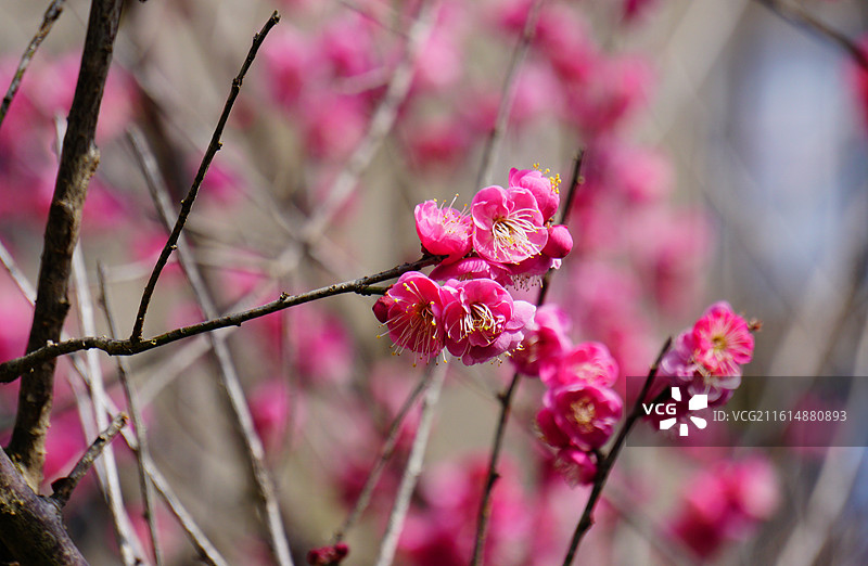 枝条盛开的粉色梅花图片素材