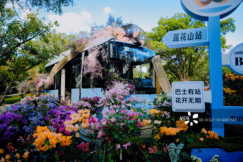 花卉鲜花 花团锦簇 深圳 杜鹃 美丽 自然 背景 素材 植物 鲜艳图片素材
