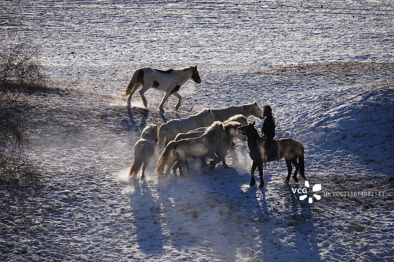 马群 跑 烟尘 雪 阳光 马天 气势 竞争 冬天 大寒 草原 风景图片素材