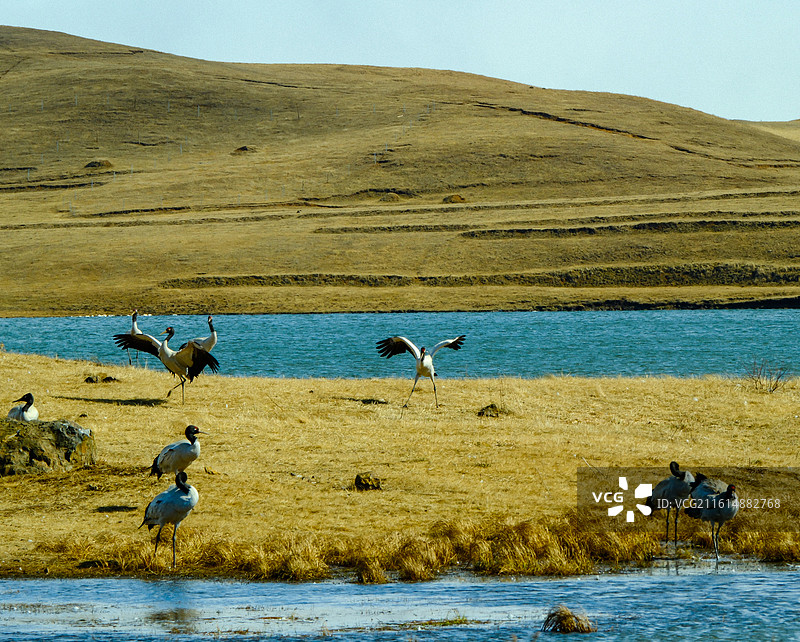 大山包黑颈鹤国家级自然保护区，中国云南省昭通市昭阳区大山包镇大海子越冬的黑颈鹤，大海子车路村风光图片素材