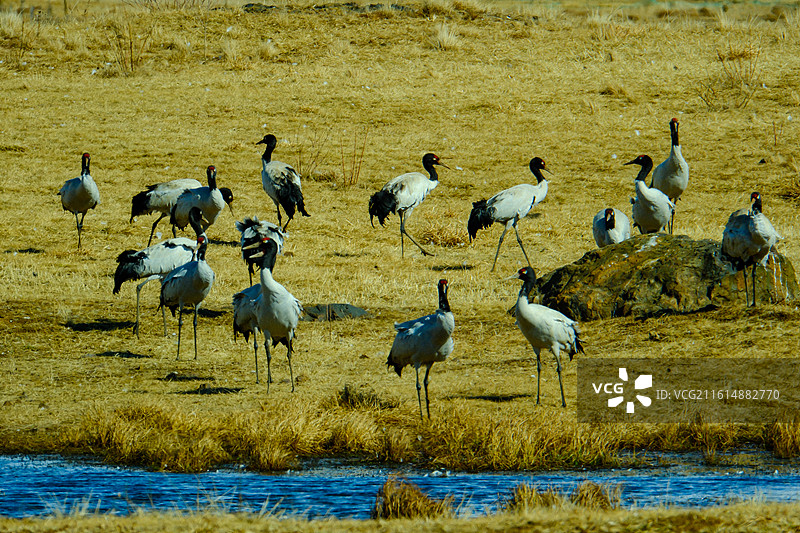 大山包黑颈鹤国家级自然保护区，中国云南省昭通市昭阳区大山包镇大海子越冬的黑颈鹤，大海子车路村风光图片素材