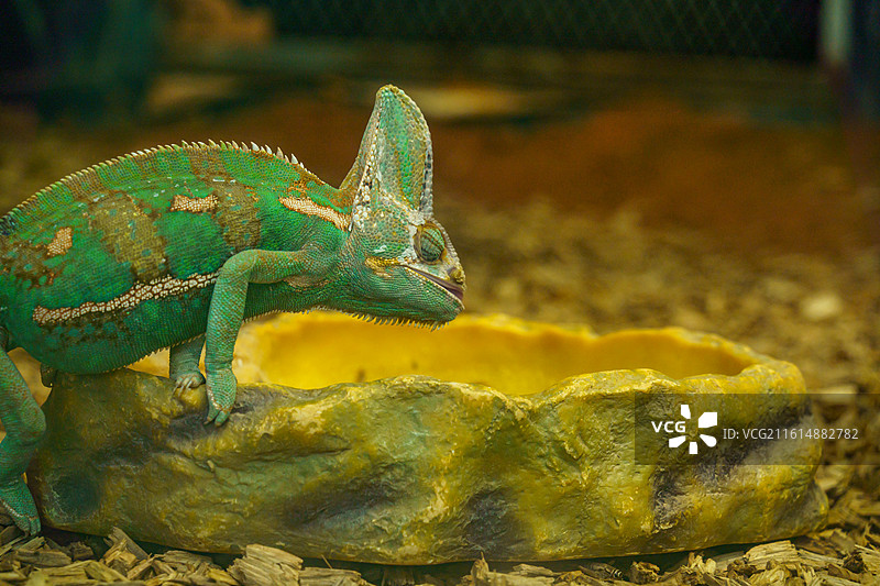 广州动物园中的变色龙图片素材