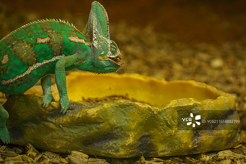 广州动物园中的变色龙图片素材