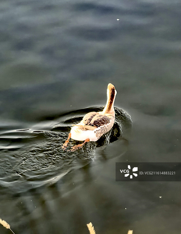 牛口峪野鸭图片素材