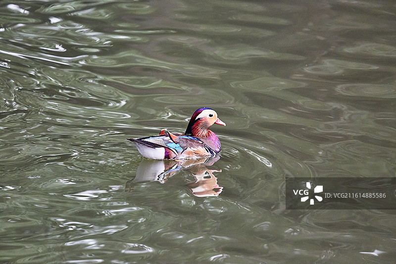 北京动物园水禽湖鸳鸯图片素材