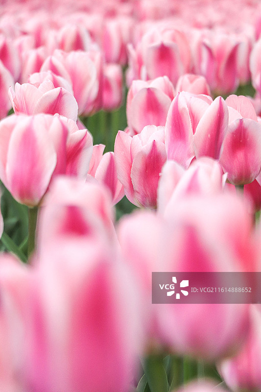 粉色郁金香图片素材