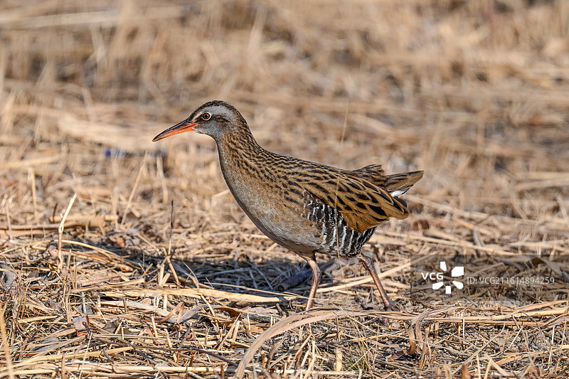 普通秧鸡图片素材