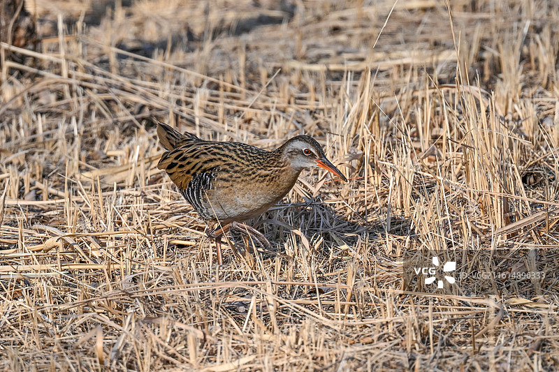 普通秧鸡图片素材