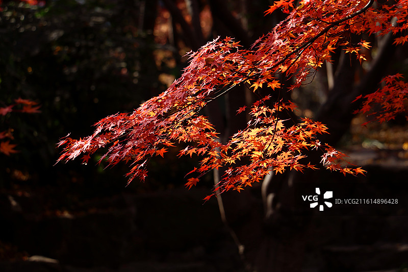 暗色树林背景前侧逆光照射下的光影红枫图片素材