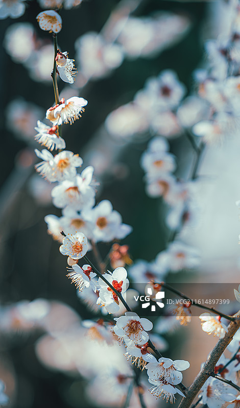 日本伊豆河津町白梅初绽，浅景深虚化背景突出花朵细节，白色花瓣与橙黄花蕊对比鲜明，展现早春梅花的清雅之图片素材