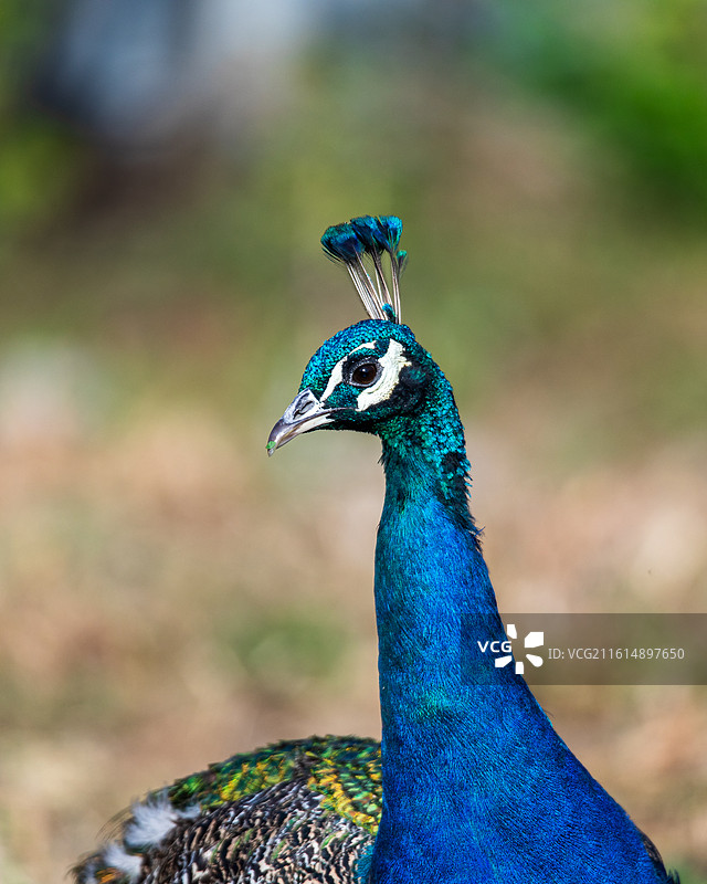 蓝孔雀头部特写图片素材
