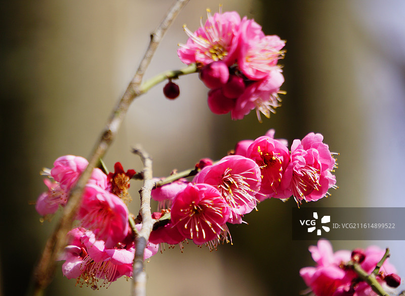 枝条盛开的粉色梅花图片素材