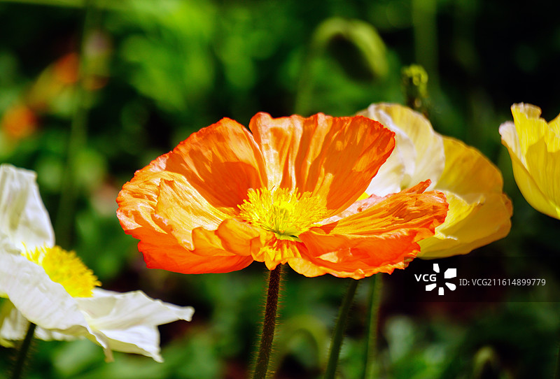 翠湖公园春季虞美人花海图片素材