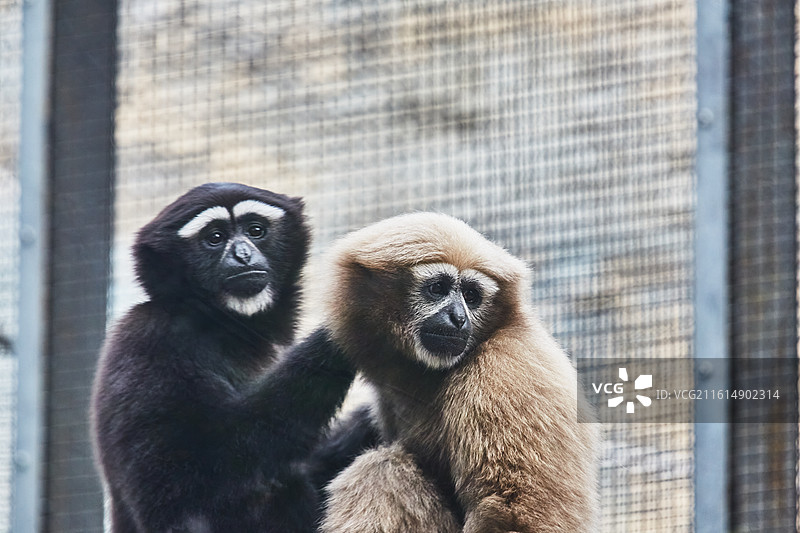 北京动物园雄性天行长臂猿图片素材