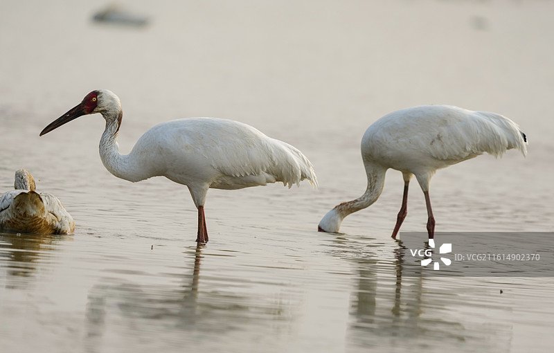 中国鄱阳湖候鸟国家一级保护动物白鹤特写图片素材