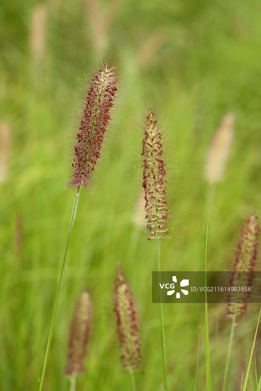 狼尾草图片素材
