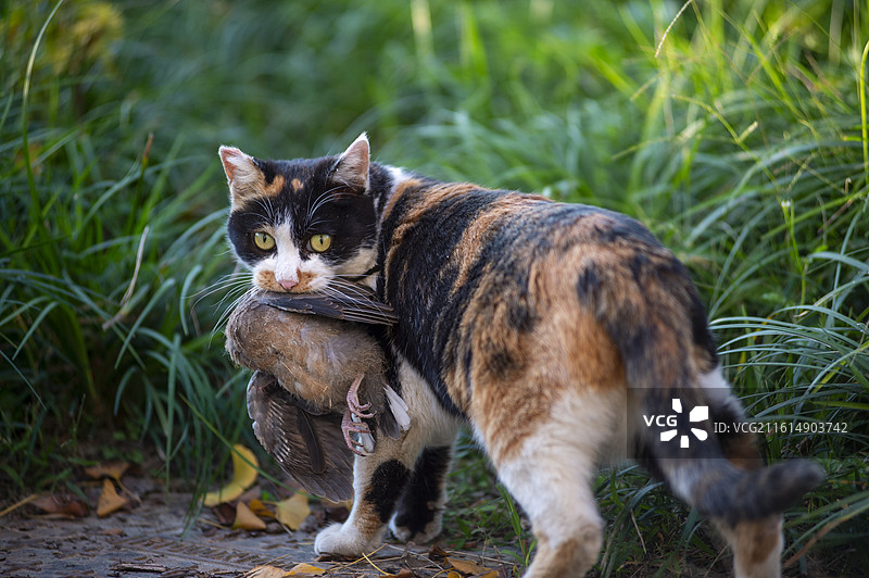 得吃后的猫学长图片素材