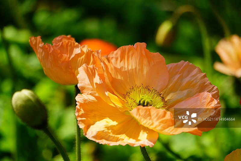 翠湖公园春季虞美人花海图片素材