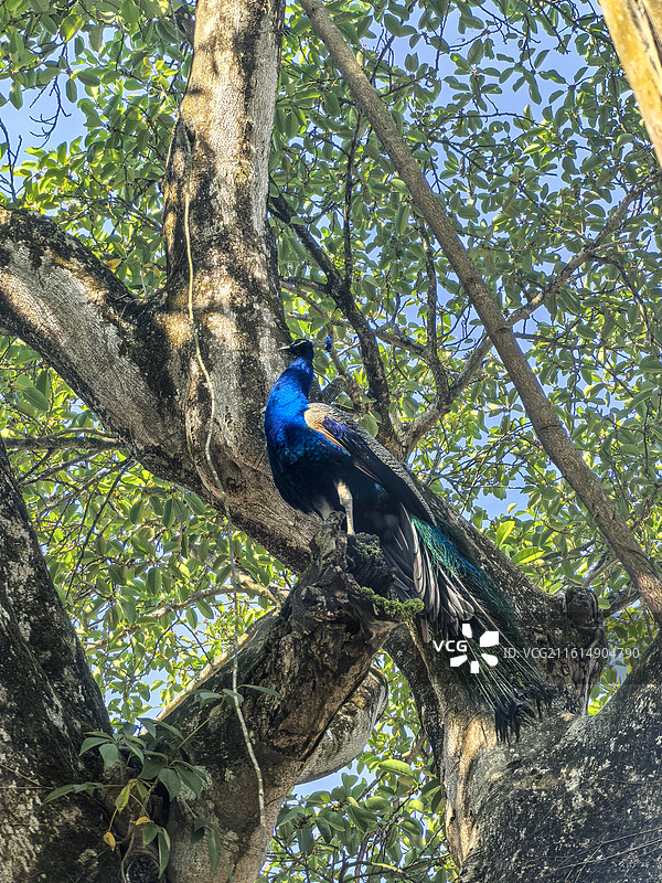 云南勐巴娜西珍奇园站在树桩上的高傲孔雀图片素材