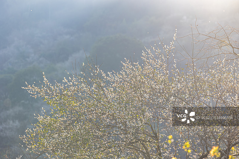 阳光下的永泰梅花开了图片素材