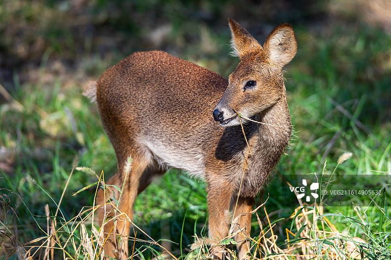 吃草的小麋鹿图片素材