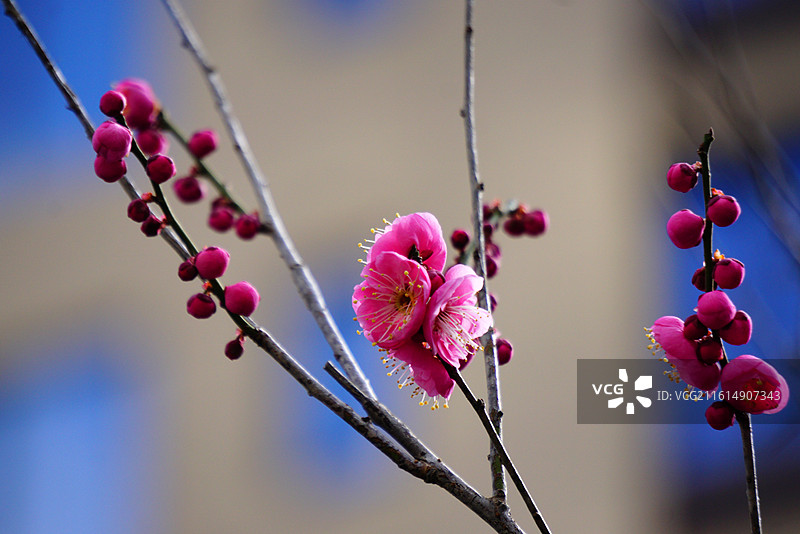 枝条盛开的粉色梅花图片素材