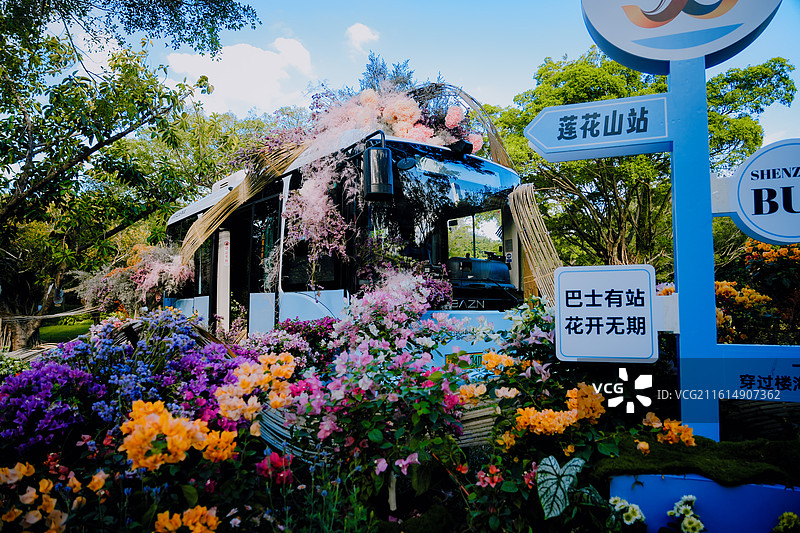 深圳莲花山公园 鲜花 花卉 杜鹃 美丽 清新 自然 背景 素材 鲜艳 花团锦簇 粤港澳大湾区图片素材