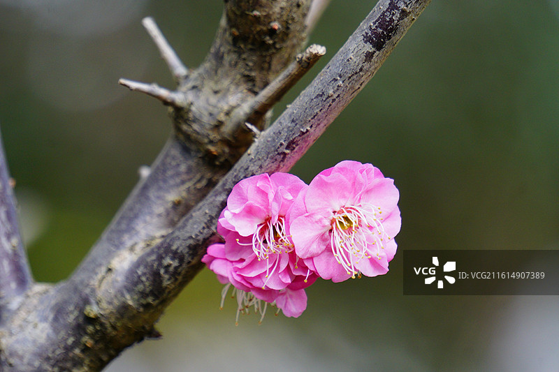 枝条盛开的粉色梅花图片素材