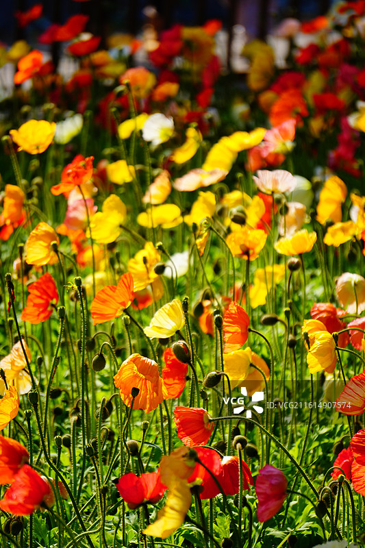 翠湖公园春季虞美人花海图片素材