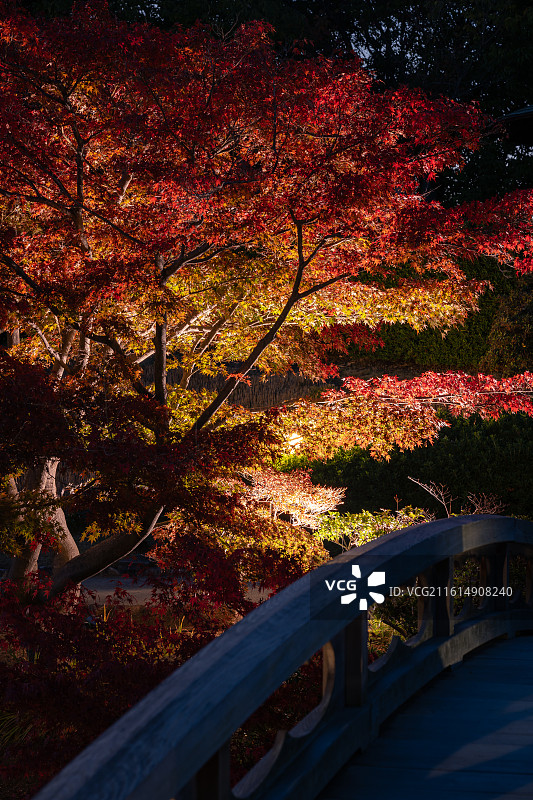 日本大阪府堺市大仙公园秋色图片素材
