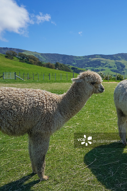 新西兰阿卡罗阿羊驼牧场，草地上两只羊驼的特写图片素材