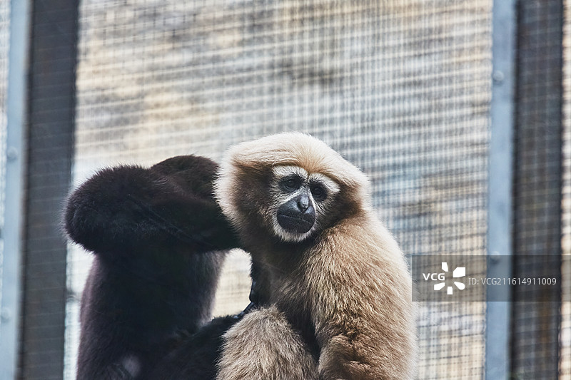 北京动物园雄性天行长臂猿图片素材