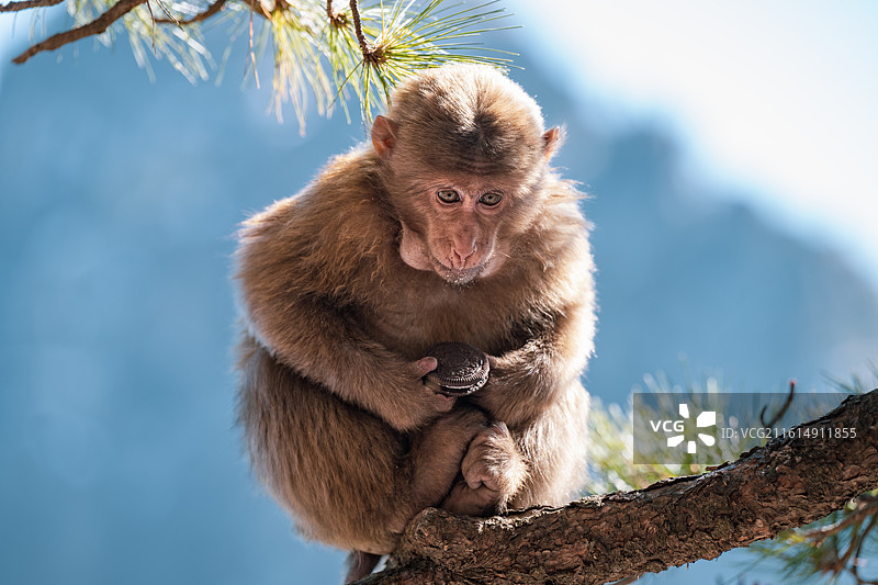 黄山大雪后活动的短尾猴图片素材