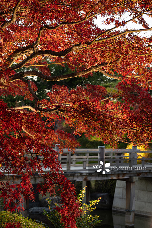 日本大阪府堺市大仙公园秋色图片素材